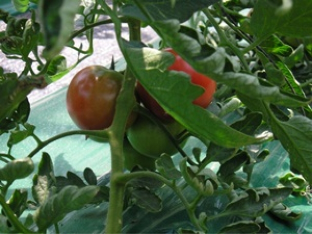풀무리네,[강원마트]풀무리농장 유기농 토마토 (2kg)