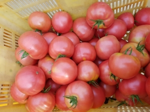 풀무리네,[강원마트]풀무리농장 유기농 토마토 (2kg)